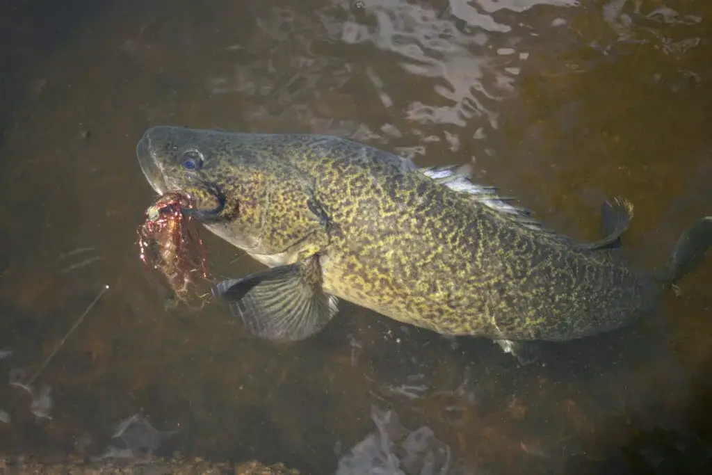 COD’S OWN COUNTRY 2