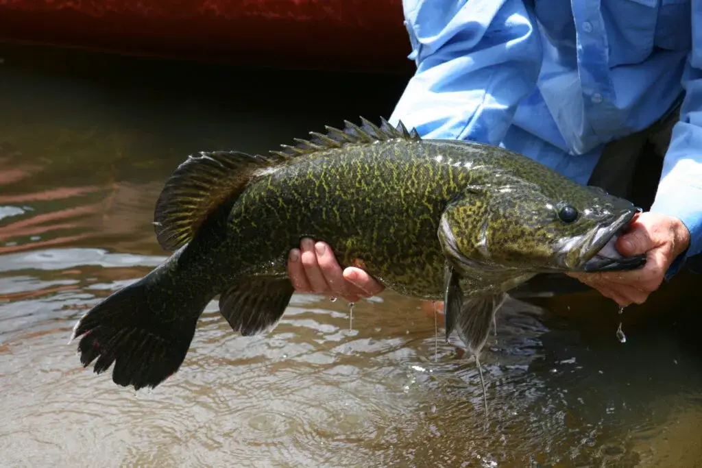 COD’S OWN COUNTRY 6